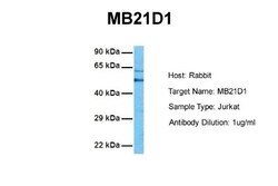 cGAS Antibody, Novus Biologicals 0.05mg; Unlabeled:Antibodies, Polyclonal